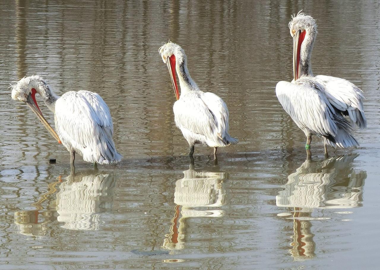 Hérons cendrés et aigrettes posés sur un étang de la Dombes